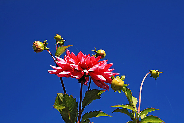 포토 JPG 해외이미지 식물 1 계절 꽃잎 꽃 줄기 분홍색 백그라운드 잎 꽃무늬 자연 벽지 하늘 추상 사람없음 장식 빨간색 초록색 여름 파란색 컬러풀 뷰티 머리 정원 활발 성장 벚꽃 신선 떨어짐 이슬 꽃집 달리아 오브젝트 싱글 원예 꽃가루 내추럴 해외포토 컬러 컨셉 무늬 취미 신체부위 상점 가루 생태계 파일형식 이미지허브