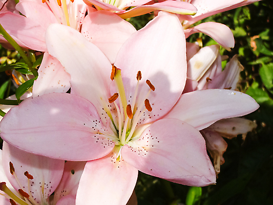 포토 JPG 해외이미지 식물 계절 꽃잎 꽃 줄기 분홍색 꽃다발 백그라운드 잎 꽃무늬 밭 오렌지 자연 국화 풍경 초원 사람없음 장식 빨간색 초록색 여름 컬러풀 뷰티 정원 보라색 봄 활발 성장 벚꽃 흰색 신선 개화 작음 제비꽃 데이지 정사각형 부드러움 라일락 내추럴 영원 해외포토 도형 컬러 컨셉 무늬 농업 과일 감각 크기 생태계 파일형식 이미지허브