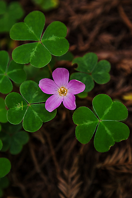 포토 JPG 해외이미지 나무 식물 응시 공원 백그라운드 자연 하늘 풍경 사람없음 야외 목재 가로 초록색 빛 햇빛 뷰티 여행객 미국 하이킹 나뭇가지 클로버 숲 큼 캘리포니아 거인 내추럴 옛날 전국 해외포토 시선 공공시설 컬러 북아메리카 재료 레저 사람 태양 크기 생태계 파일형식 이미지허브
