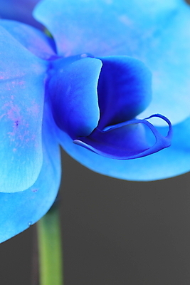 포토 JPG 해외이미지 식물 꽃잎 꽃 자연 사람없음 파란색 정원 난초 호접란 온실 이국적 해외포토 컬러 생태계 파일형식 이미지허브