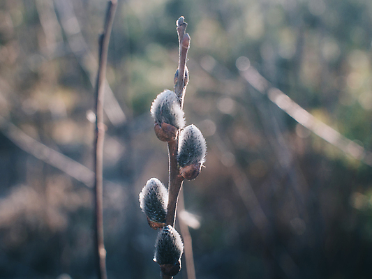 포토 JPG 해외이미지 나무 식물 계절 공원 꽃 백그라운드 잎 꽃무늬 밭 자연 부활절 새로움 사람없음 야외 장식 초록색 파란색 태양 뷰티 노란색 정원 고양이 봄 벚꽃 흰색 나뭇가지 신선 개화 숲 4월 버드나무 속도 러시아 꽃가루 부드러움 솜털 내추럴 해외포토 자연요소 공공시설 기념일 유럽 컬러 컨셉 무늬 농업 포유류 반려동물 감각 날짜 가루 생태계 파일형식 이미지허브