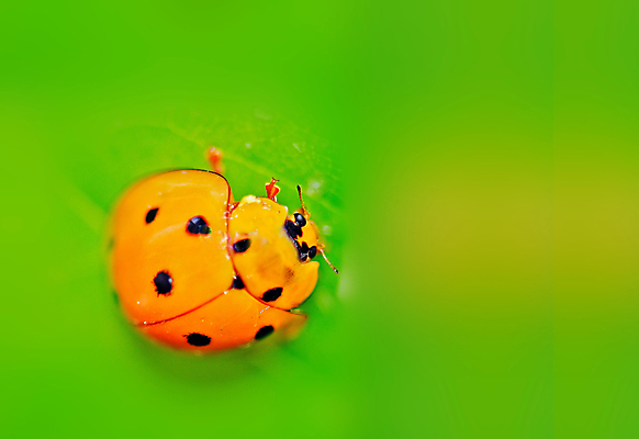 포토 JPG 해외이미지 식물 곤충 백그라운드 잎 자연 사람없음 빨간색 초록색 환경 검은색 봄 흰색 딱정벌레 무당벌레 해외포토 동물 계절 컬러 생태계 파일형식 이미지허브