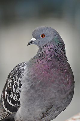 포토 JPG 해외이미지 동물 조류 생물 종류 사람없음 반려동물 회색 도시 깃털 비둘기 해외포토 컬러 파일형식 이미지허브