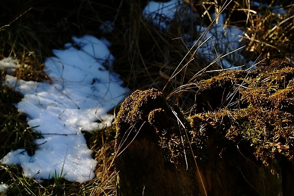 포토 JPG 해외이미지 나무 식물 계절 유럽 줄기 백그라운드 밭 자연 하늘 날씨 따뜻함 그림자 사람없음 야외 목재 초록색 빛 컬러풀 태양 일출 환경 맑음 귀걸이 일몰 봄 젖음 촉촉함 흰색 면 닫기 습지 저녁 숲 수분 장면 북쪽 침엽수 솜털 내추럴 해외포토 자연요소 나라 컬러 농업 재료 장신구 모션 노을 야간 방향 생태계 파일형식 이미지허브