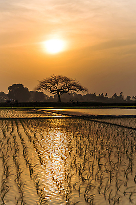 포토 JPG 해외이미지 식물 계절 문화 음식 줄기 잎 패턴 농업 자연 밥 동양인 풍경 초원 사람없음 야외 초록색 물 농작물 컬러풀 농장 농경지 새싹 환경 일몰 새벽 수확 성장 시골 신선 농부 유기농 질감 베트남 아몬드 밀짚 내추럴 논밭 밭일 해외포토 자연요소 직업 웰빙 산업 컬러 무늬 밭 논 인종 노을 동남아시아 견과류 짚 생태계 파일형식 이미지허브