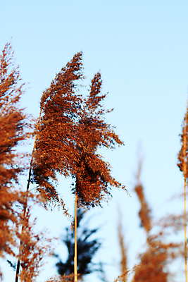 포토 JPG 해외이미지 식물 호수 줄기 자연 지팡이 하늘 갈대 서기 풍경 사람없음 파란색 태양 갈색 노란색 평화 일몰 만 닫기 묘사 내추럴 가문비나무 해외포토 자연요소 나무 컬러 컨셉 모션 노을 생태계 파일형식 이미지허브