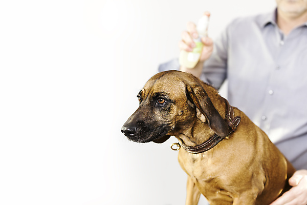 포토 JPG 해외이미지 실내 한명 들기 상반신 성인 앞모습 반려동물 뷰티 개 분무기 돌봄 애견미용 성인한명만 해외포토 동물 1 뷰포인트 포유류 모션 사람 내부 성인만 파일형식 이미지허브