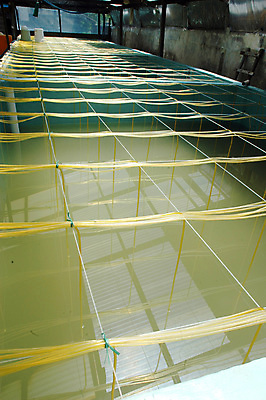 포토 JPG 해외이미지 동물 아시아 새우 실내 갑각류 사람없음 물 목욕 성장 연못 바닷가재 해산물 호스 산소 방법 수경재배 해외포토 자연요소 나라 내부 청결 원소 가재 파일형식 이미지허브