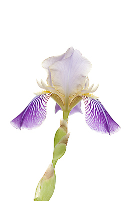 포토 JPG 해외이미지 식물 꽃잎 꽃 줄기 자연 사람없음 보라색 큼 흰배경 붓꽃 해외포토 컬러 백그라운드 흰색 크기 생태계 파일형식 이미지허브