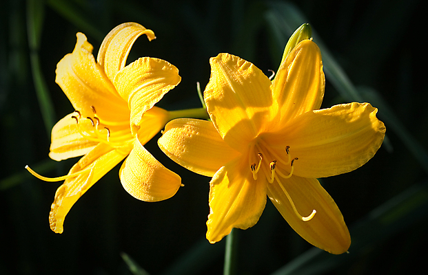 포토 JPG 해외이미지 식물 꽃잎 꽃 백그라운드 잎 자연 사람없음 야외 초록색 컬러풀 뷰티 노란색 벚꽃 개화 확대 묘사 해외포토 컬러 생태계 파일형식 이미지허브