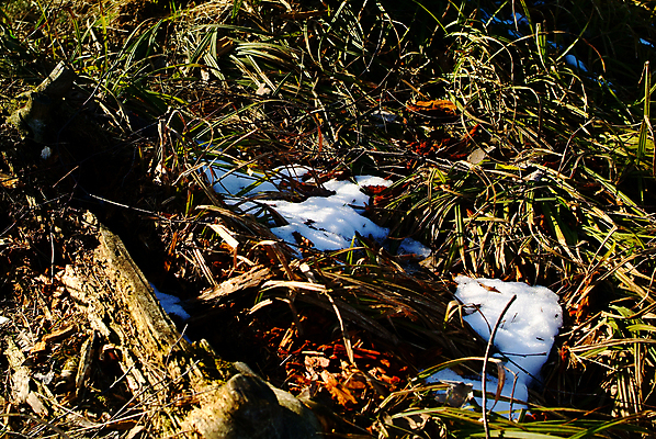 포토 JPG 해외이미지 나무 식물 계절 유럽 줄기 백그라운드 밭 자연 하늘 날씨 따뜻함 그림자 사람없음 야외 목재 초록색 빛 컬러풀 태양 일출 환경 맑음 귀걸이 일몰 봄 젖음 촉촉함 흰색 면 닫기 습지 저녁 숲 수분 장면 북쪽 침엽수 솜털 내추럴 해외포토 자연요소 나라 컬러 농업 재료 장신구 모션 노을 야간 방향 생태계 파일형식 이미지허브