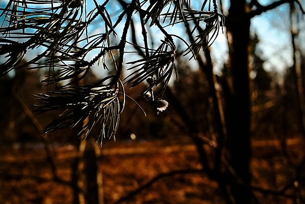 포토 JPG 해외이미지 나무 식물 계절 공원 꽃 백그라운드 잎 꽃무늬 밭 자연 부활절 새로움 사람없음 야외 장식 초록색 파란색 태양 뷰티 노란색 정원 고양이 봄 벚꽃 흰색 나뭇가지 신선 개화 숲 4월 버드나무 속도 러시아 꽃가루 부드러움 솜털 내추럴 해외포토 자연요소 공공시설 기념일 유럽 컬러 컨셉 무늬 농업 포유류 반려동물 감각 날짜 가루 생태계 파일형식 이미지허브