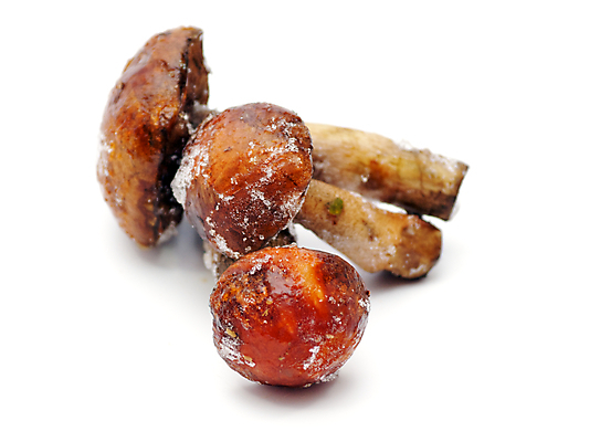 포토 JPG 해외이미지 계절 채소 재료 자연 요리 사람없음 냉동 버섯 성장 가을 먹기 흰배경 고립 해외포토 백그라운드 모션 흰색 생태계 파일형식 이미지허브