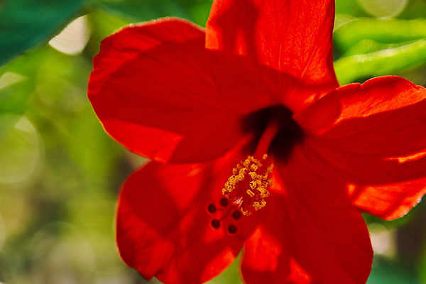포토 JPG 해외이미지 식물 꽃잎 꽃 줄기 섬 여행 백그라운드 신발 잎 꽃무늬 자연 사람없음 장식 빨간색 초록색 여름 뷰티 장미 정원 스파 중국 봄 벚꽃 신선 개화 큼 싱글 하와이 꽃가루 강렬 이국적 파라다이스 히비스커스 해외포토 계절 아시아 컬러 무늬 미국 크기 가루 생태계 파일형식 이미지허브