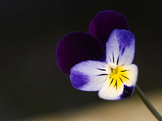 포토 JPG 해외이미지 식물 계절 꽃잎 꽃 백그라운드 잎 꽃무늬 밭 자연 사람없음 초록색 파란색 햇빛 노란색 정원 맑음 보라색 봄 활발 들꽃 벚꽃 침대 개화 제비꽃 묘사 원예 화단 내추럴 비올라 삼색 영원 해외포토 컬러 가구 컨셉 무늬 농업 날씨 취미 태양 생태계 파일형식 찰현악기 이미지허브