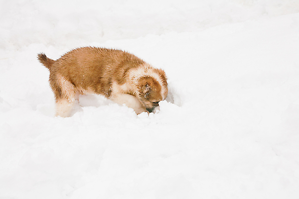 포토 JPG 해외이미지 동물 1 응시 새끼 포즈 겨울 사람없음 가로 반려동물 갈색 검은색 산책 흰색 양치기 개 강아지 작음 육식동물 기르기 해외포토 직업 시선 계절 컬러 포유류 휴식 크기 돌봄 파일형식 이미지허브
