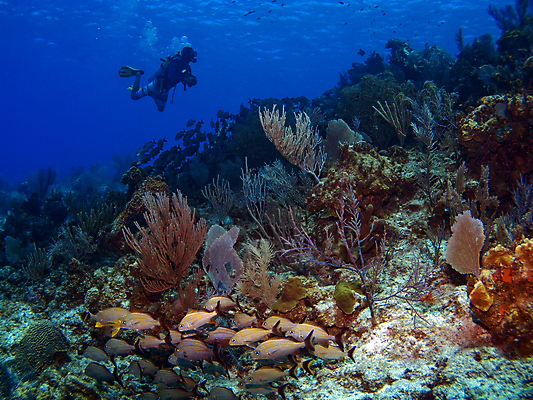 포토 JPG 해외이미지 전신 바다 한명 성인 수중 산호 산호초 잠수부 암초 성인한명만 해외포토 1 사람 수중식물 자포동물 전문직 성인만 파일형식 이미지허브