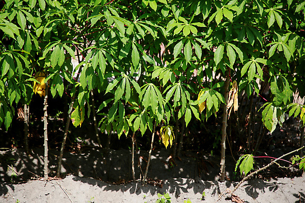 포토 JPG 해외이미지 식물 음식 농업 재료 자연 건강 사람없음 초록색 농장 농경지 수확 성장 유기농 날것 뿌리 밀가루 성분 내추럴 땅바닥 밭일 해외포토 웰빙 산업 컬러 바닥 가루 생태계 파일형식 이미지허브