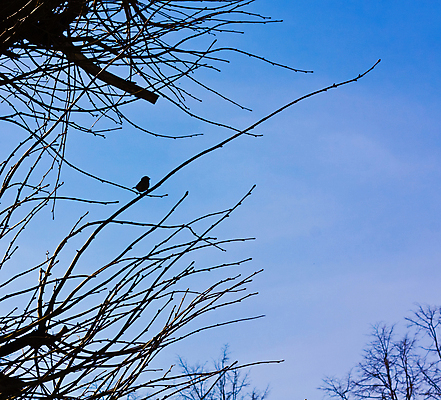 포토 JPG 해외이미지 동물 실루엣 백그라운드 자연 벽지 조류 추상 사람없음 목재 여름 파란색 봄 가을 나뭇가지 우아함 숲 심볼 참새 생태학 해외포토 나무 계절 교육 컬러 컨셉 무늬 재료 촬영기법 생태계 파일형식 이미지허브