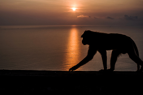 포토 JPG 해외이미지 동물 바다 백그라운드 태국 하늘 사람없음 태양 걷기 일출 산책 원숭이 숲 배고픔 언덕 해외포토 자연요소 아시아 포유류 모션 휴식 노을 파일형식 이미지허브