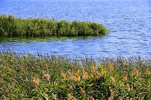 포토 JPG 해외이미지 식물 호수 백그라운드 잎 자연 풍경 사람없음 초록색 물 강 허브 해외포토 자연요소 컬러 생태계 파일형식 이미지허브