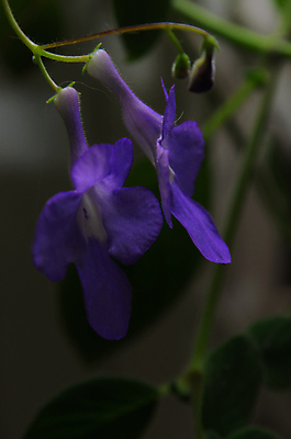포토 JPG 해외이미지 꽃 잎 자연 사람없음 초록색 보라색 해외포토 식물 컬러 생태계 파일형식 이미지허브