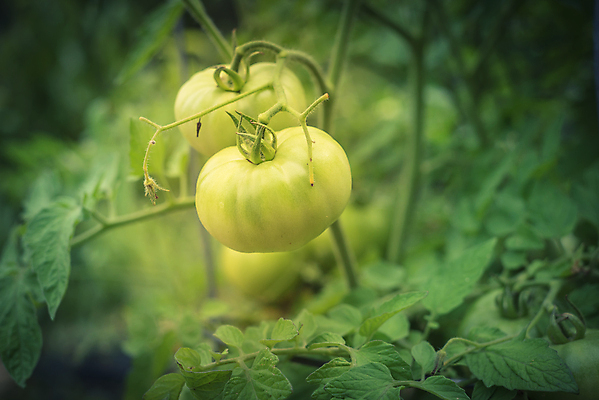 포토 JPG 해외이미지 나무 식물 음식 잎 농업 토마토 채소 과일 자연 주택 건강 사람없음 야외 빨간색 초록색 농작물 농장 정원 미국 흙 수확 성장 나뭇가지 시골 신선 원형 농부 큼 다발 유기농 원예 포도나무 철사 새장 커뮤니티 내추럴 뒤뜰 밭일 숙성 식용 온실 채식주의자 텍사스 환상 세련 해외포토 도형 직업 웰빙 산업 컬러 컨셉 북아메리카 취미 건물 크기 과일나무 생태계 채식 케이지 파일형식 이미지허브