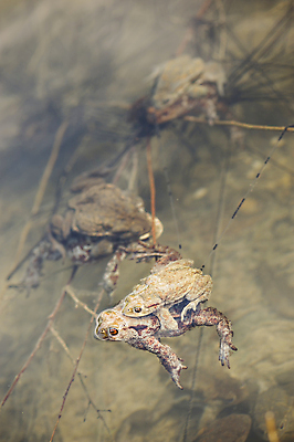 포토 JPG 해외이미지 동물 여자 남자 유럽 호수 야생동물 자연 개구리 양서류 사람없음 물 갈색 환경 계란 젖음 관찰 연못 스웨터 서식지 두꺼비 짝짓기 동물상 울퉁불퉁 못생김 해외포토 자연요소 나라 컬러 상의 모션 사람 조형물 알 생태계 파일형식 이미지허브