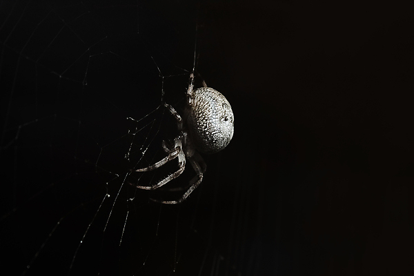 포토 JPG 해외이미지 동물 곤충 자연 사람없음 갈색 검은색 웹 어둠 야간 큼 거미 올가미 내추럴 해외포토 자연요소 컬러 인터넷 크기 생태계 파일형식 이미지허브