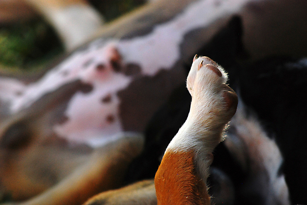 포토 JPG 해외이미지 동물 응시 꽃 새끼 이동 밭 포유류 자연 놀이 털 피곤 사람없음 반려동물 노란색 정원 산책 표현 개 강아지 보호 민들레 먹기 호기심 데이지 향기 귀 리빙 기르기 해외포토 식물 시선 감정 컬러 컨셉 농업 모션 휴식 신체부위 생태계 냄새 돌봄 파일형식 이미지허브