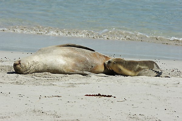 포토 JPG 해외이미지 동물 야생동물 모래 바다 여행 포유류 자연 휴가 털 국립공원 사람없음 만 호주 물개 해외포토 공원 바다동물 오세아니아 생태계 파일형식 이미지허브