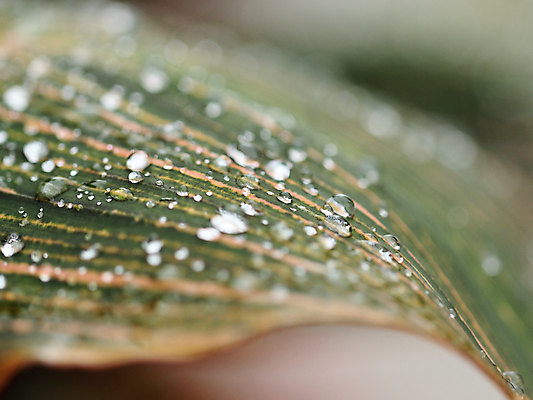 포토 JPG 해외이미지 잎 꽃무늬 목걸이 사람없음 물 젖음 흐름 물방울 백합 폭풍 정물화 해외포토 자연요소 식물 꽃 컨셉 무늬 장신구 날씨 그림 파일형식 이미지허브