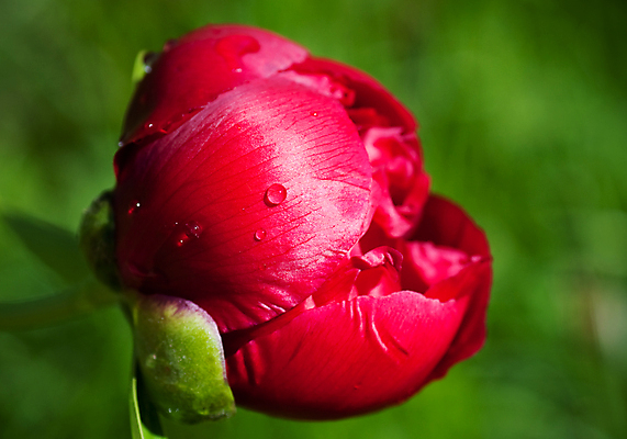 포토 JPG 해외이미지 식물 꽃잎 꽃 문화 줄기 분홍색 백그라운드 잎 패턴 밭 자연 새로움 동양인 사람없음 야외 빨간색 초록색 뷰티 봄 성장 벚꽃 나뭇가지 신선 오픈 개화 묘사 원예 질감 내추럴 강렬 기르기 작약 막 해외포토 나무 계절 컬러 컨셉 무늬 농업 인종 취미 생태계 돌봄 파일형식 이미지허브