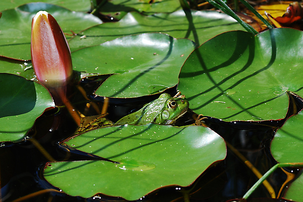 포토 JPG 해외이미지 나무 동물 응시 야생동물 잎 오렌지 자연 종류 개구리 양서류 앉기 사람없음 빨간색 초록색 컬러풀 환경 점프 흰색 관찰 숲 작음 열대우림 눈동자 엿보기 호기심 두꺼비 내추럴 고립 생태학 어려움 이국적 카피스페이스 해외포토 식물 시선 교육 감정 컬러 컨셉 과일 모션 공백 눈_신체부위 크기 생태계 파일형식 이미지허브