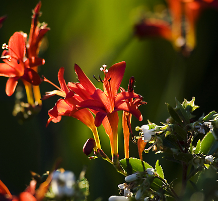 포토 JPG 해외이미지 식물 꽃잎 꽃 백그라운드 잎 꽃무늬 자연 사람없음 빨간색 초록색 컬러풀 뷰티 정원 성장 벚꽃 신선 개화 닫기 묘사 꽃가루 내추럴 강렬 꽃수술 해외포토 컬러 무늬 모션 가루 생태계 파일형식 이미지허브
