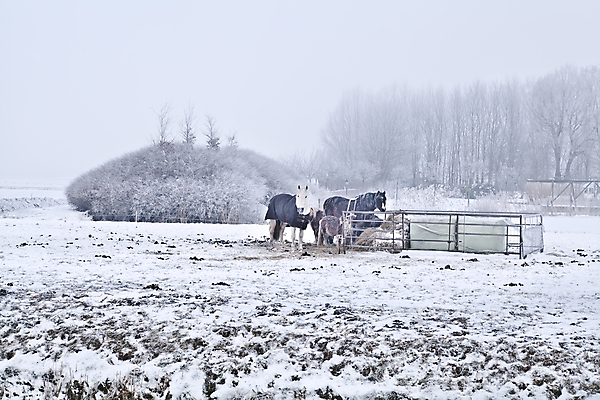 포토 JPG 해외이미지 동물 계절 겨울 밭 자연 풍경 초원 사람없음 야외 농장 농경지 가축 추위 안개 흰색 시골 네덜란드 서리 조랑말 동물상 해외포토 유럽 컬러 농업 날씨 조형물 말_동물 생태계 파일형식 이미지허브