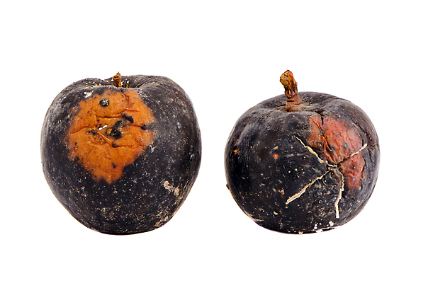 포토 JPG 해외이미지 식물 음식 백그라운드 2 겨울 농업 과일 자연 사람없음 정원 손상 흰색 사과 오브젝트 유기농 나쁜 고립 썩음 옛날 해로움 해외포토 웰빙 계절 산업 컬러 컨셉 생태계 파일형식 이미지허브