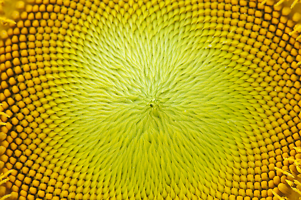 포토 JPG 해외이미지 식물 계절 꽃 백그라운드 꽃무늬 자연 해바라기 사람없음 장식 가로 여름 뷰티 정원 벚꽃 신선 원형 개화 센터 묘사 원예 꿀 내추럴 꽃수술 해외포토 도형 무늬 취미 생태계 파일형식 이미지허브