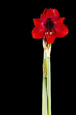 포토 JPG 해외이미지 꽃 줄기 농업 사람없음 빨간색 초록색 컬러풀 노란색 검은색 벚꽃 개화 원예 해외포토 식물 산업 컬러 취미 파일형식 이미지허브