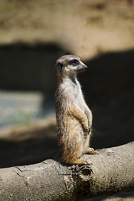 포토 JPG 해외이미지 동물 응시 야생동물 포유류 아프리카 자연 생물 털 서기 경비 사람없음 갈색 황무지 보호 작음 손목시계 주둥이 남쪽 경보 남아프리카 미어캣 해외포토 시선 나라 시계 컬러 컨셉 장신구 모션 안전 크기 방향 생태계 파일형식 이미지허브