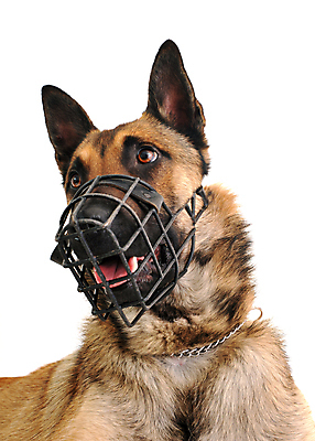 포토 JPG 해외이미지 1 친절 사람없음 갈색 머리 양치기 개 위험 공격 송곳니 유래 총구 경비견 해외포토 직업 컬러 컨셉 포유류 모션 신체부위 치아 파일형식 이미지허브