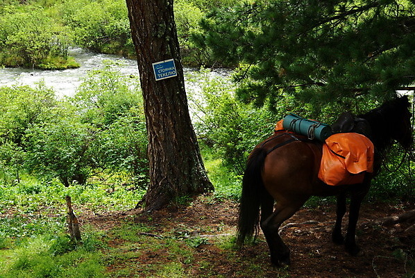 포토 JPG 해외이미지 동물 얼굴 백그라운드 신발 밭 농업 포유류 자연 산 풍경 초원 사람없음 야외 옆모습 초록색 울타리 뷰티 농장 갈색 머리 걷기 가을 시골 먹이 방목 묘사 그림 윤곽 마차 망아지 해외포토 계절 산업 새끼 교통수단 뷰포인트 컬러 모션 신체부위 담장 말_동물 축산업 생태계 파일형식 이미지허브