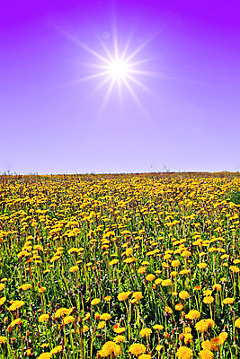 포토 JPG 해외이미지 주간 꽃밭 하늘 사람없음 야외 태양 민들레 해외포토 자연요소 꽃 파일형식 이미지허브