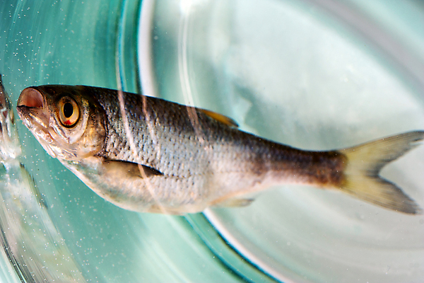 포토 JPG 해외이미지 동물 산업 물결 바다 컨셉 모션 자연 유리 어류 안전 사람없음 물 반려동물 반사 머리 수영 거품 손상 슬픔 흰색 죽음 액체 오염 결과 위험 싱글 생태계 보안 쏟아짐 생태학 특별함 스플래쉬 해외포토 자연요소 교육 감정 컬러 재질 신체부위 수중동물 수상스포츠 파일형식 이미지허브