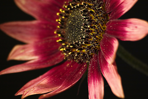 포토 JPG 해외이미지 식물 1 꽃 백그라운드 꽃무늬 자연 추상 사람없음 빨간색 뷰티 환경 정원 검은색 개화 싱글 엽서 해외포토 컬러 무늬 편지 생태계 파일형식 이미지허브