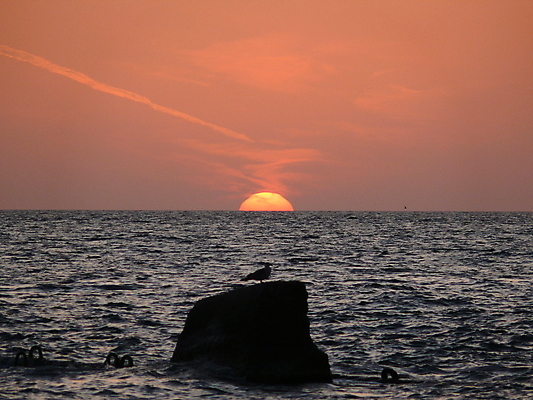 포토 JPG 해외이미지 실루엣 호수 파도 바다 여행 백그라운드 오렌지 자연 갈매기 하늘 날씨 휴식 사람없음 물 파란색 빛 컬러풀 햇빛 태양 뷰티 반사 노란색 일출 검은색 황혼 일몰 봄 새벽 낭만 황금 수평선 해외포토 자연요소 계절 컬러 컨셉 과일 조류 촬영기법 노을 생태계 파일형식 이미지허브