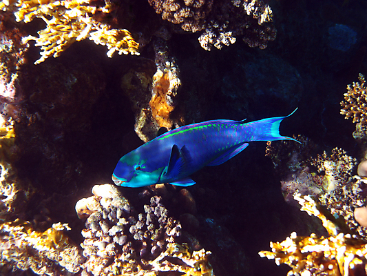 포토 JPG 해외이미지 동물 야생동물 바다 아프리카 자연 휴가 휴식 바닥 이집트 어류 사람없음 물 여름 수중 수영 스노클링 산호 다이빙 암초 발견 깊이 동물상 이국적 해외포토 자연요소 계절 나라 컨셉 조형물 수중동물 수상스포츠 자포동물 생태계 수중스포츠 파일형식 이미지허브