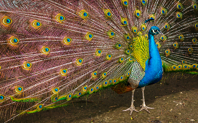 포토 JPG 해외이미지 동물 남자 야생동물 백그라운드 패턴 자연 조류 동물원 사람없음 가로 초록색 파란색 컬러풀 뷰티 활발 의식 우아함 공작 전시회 깃털 꼬리 부리 목 보여주기 꿩 수탉 내추럴 터키석 해외포토 컬러 컨셉 무늬 모션 사람 신체부위 전시 닭 보석 수컷 생태계 파일형식 이미지허브