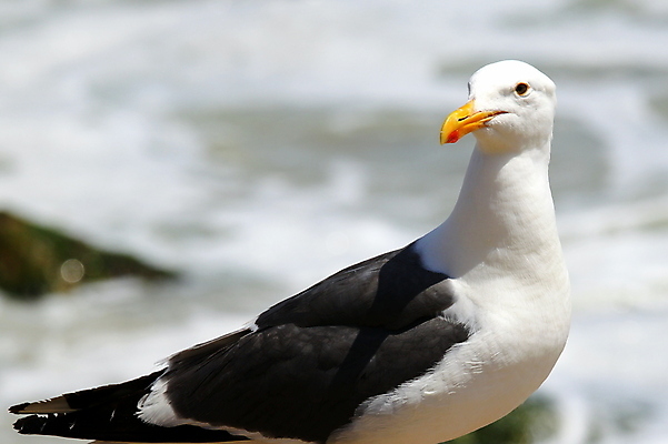 포토 JPG 해외이미지 동물 응시 야생동물 바다 포즈 날개 자연 갈매기 조류 생물 서기 사람없음 옆모습 가로 물 빛 맑음 회색 자유 흰색 깃털 부리 내추럴 혼자 해외포토 자연요소 시선 뷰포인트 컬러 컨셉 모션 날씨 생태계 파일형식 이미지허브