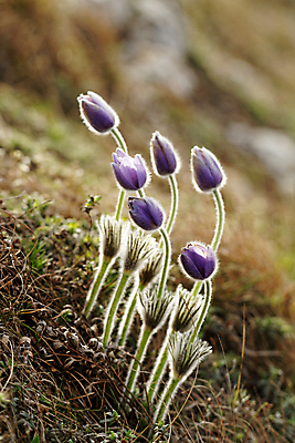 포토 JPG 해외이미지 식물 디자인 꽃잎 꽃 꽃다발 백그라운드 잎 꽃무늬 패턴 일러스트 자연 벽지 사랑 초원 사람없음 야외 장식 여름 컬러풀 태양 뷰티 보라색 봄 낭만 성장 벚꽃 신선 우아함 내추럴 아네모네 스타일 해외포토 자연요소 계절 감정 컬러 컨셉 무늬 생태계 파일형식 이미지허브